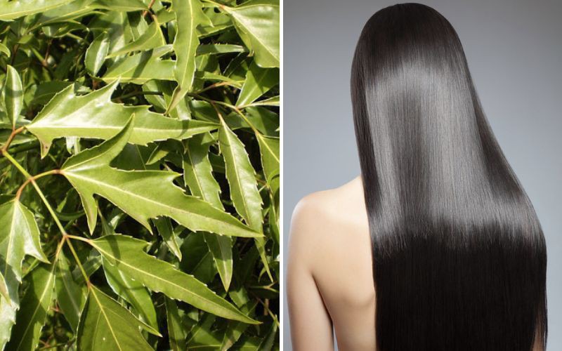 Công dụng khi gội đầu bằng lá đinh lăng