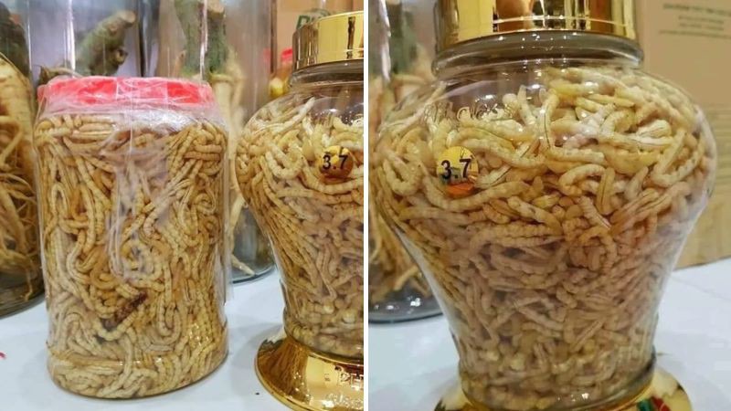 Sâu chít ngâm rượu