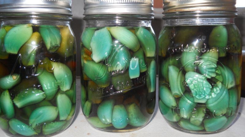 Tỏi ngâm giấm bị xanh vẫn ăn được